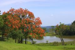 Florada de árvores nativas deixa primavera mais exuberante em várias regiões paranaenses. Na foto, Corticeira Falcata.Foto: Divulgação IAP