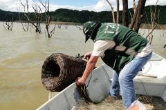 A pesca de espécies nativas estará proibida a partir desta terça-feira (01) em todos os rios do Paraná devido à piracema, época em que a maioria das espécies se reproduz. Até o dia 28 de fevereiro de 2017, espécies como dourado, lambari, bagre, jaú e pintado, entre outras, estarão protegidas, de acordo com instrução do Ibama (nº 25/2009), e reforçada no Estado por portaria do IAP (nº 206/2016).Foto: IAP/Arquivo ANPr