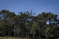 A emissão de novas autorizações florestais para supressão (desmatamento autorizado), corte e exploração de vegetação continua suspensa no Paraná por mais 90 dias, ou seja, até 11 de abril. Foto: Pedro Ribas / ANPr
