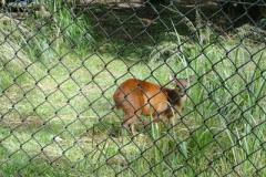 O Parque Ecológico mantido pela Klabin (PEK) na Fazenda Monte Alegre, em Telêmaco Borba, recebeu do Instituto Ambiental do Paraná (IAP) a Licença Ambiental de Operação. O documento permite a ampliação das atividades do Parque, que passa a funcionar também como um Centro de Reabilitação de Animais Silvestres (CRAS).Foto: Divulgação IAP