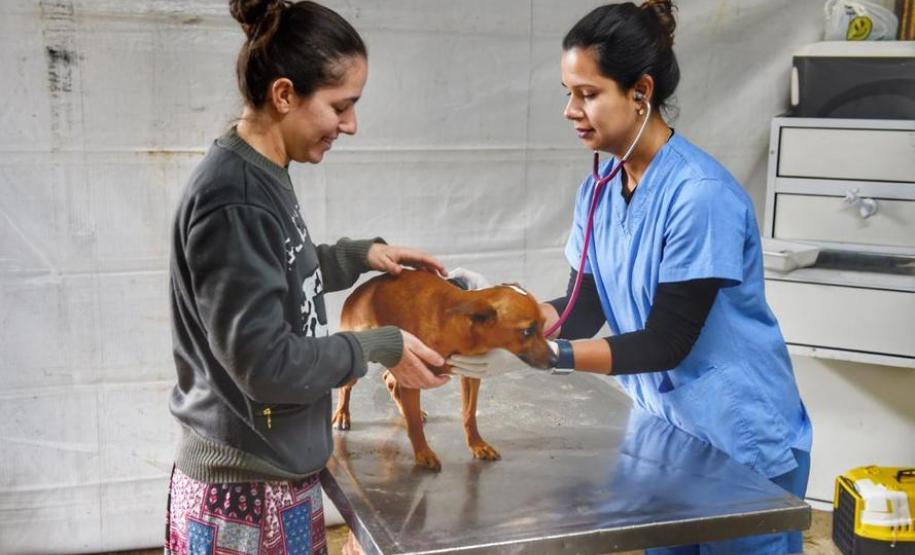 Castração gratuita de cães e gatos inicia ações do Julho Dourado