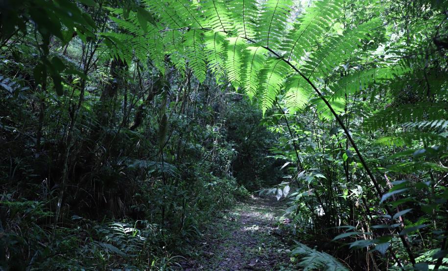 Estado lança cartilha de apoio aos municípios para ampliar conservação ambiental