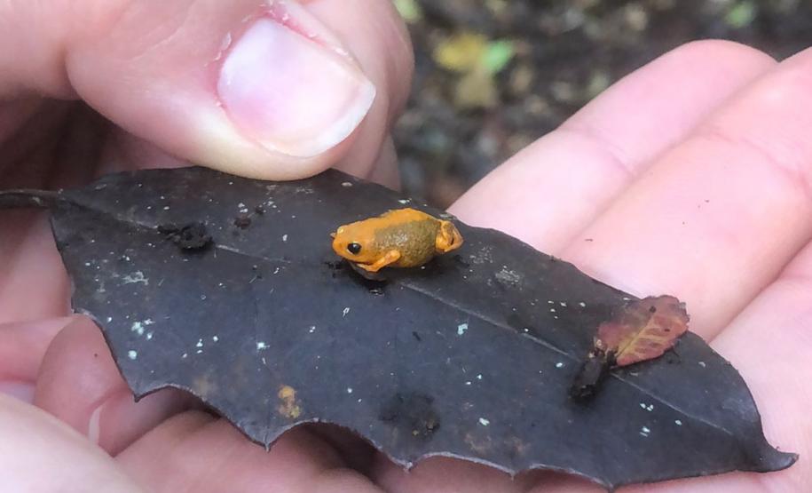 Uma das espécies estudadas dentro das Unidades de Conservação administras pelo IAT foi o sapinho-da-montanha Brachycephalus pernix, espécie endêmica do Morro do Anhangava, em Quatro Barras, na Região Metropolitana de Curitiba
