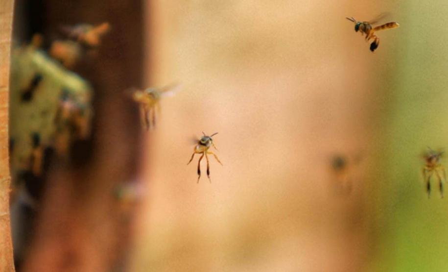 Poliniza Paraná dobra o alcance e chega às Unidades de Conservação do Paraná