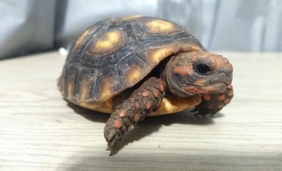 Governo incentiva a guarda responsável de animais silvestres vítimas de maus-tratos.