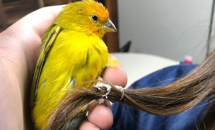 Governo incentiva a guarda responsável de animais silvestres vítimas de maus-tratos.