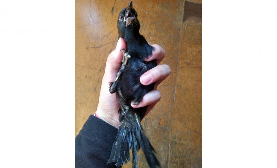 Governo incentiva a guarda responsável de animais silvestres vítimas de maus-tratos.