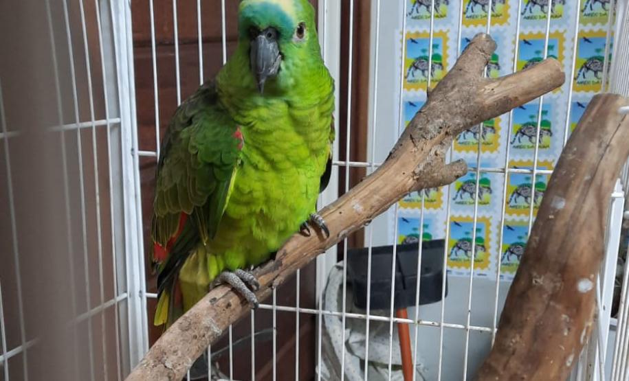 Governo incentiva a guarda responsável de animais silvestres vítimas de maus-tratos.