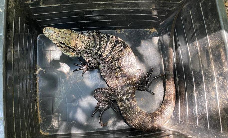 Programa de proteção da fauna das obras na orla de Matinhos solta oito lagartos na natureza