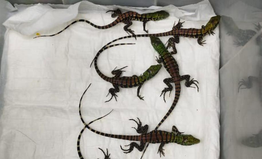 Programa de proteção da fauna das obras na orla de Matinhos solta oito lagartos na natureza