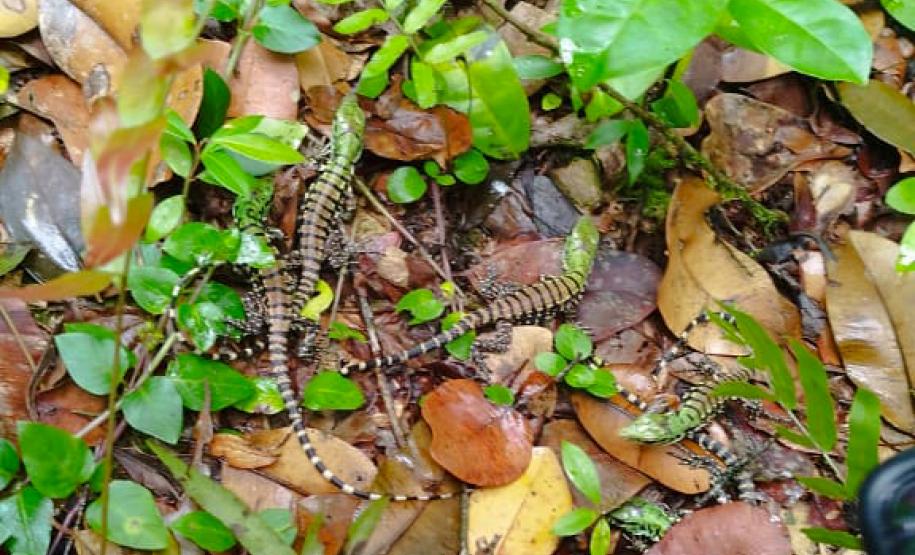 Programa de proteção da fauna das obras na orla de Matinhos solta oito lagartos na natureza