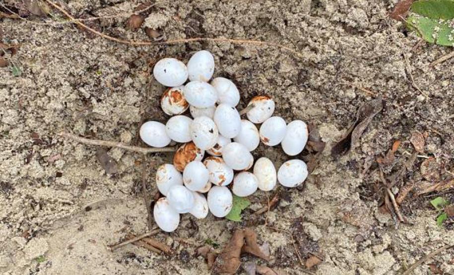 Programa de proteção da fauna das obras na orla de Matinhos solta oito lagartos na natureza