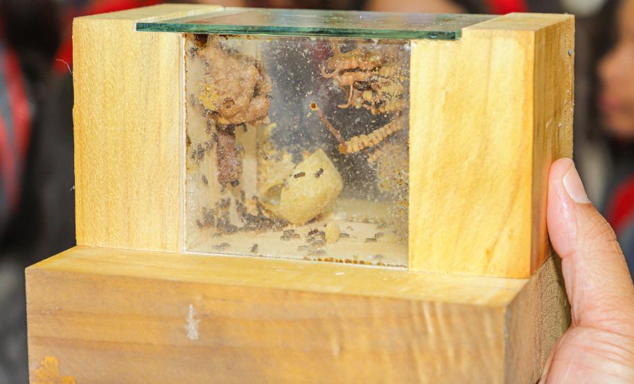 O governador do Paraná, Carlos Massa Ratinho Junior, inaugura o jardim de colmeias de abelhas nativas e a horta orgânica no Palácio Iguaçu.