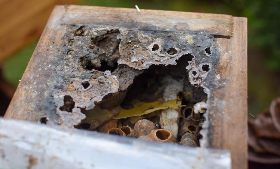 Colmeias do Poliniza Paraná na Sedest