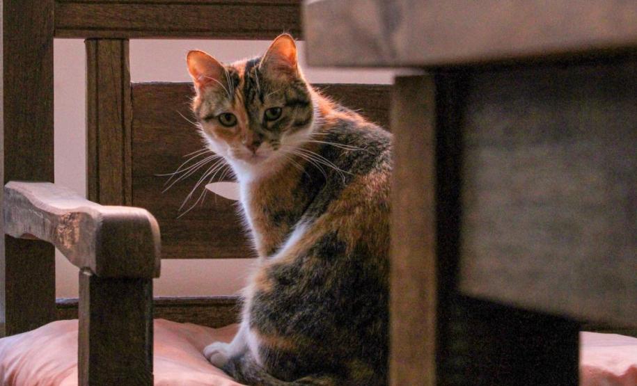 Governo do Estado convida organizações da sociedade civil para participação no Conselho Estadual de Direitos Animais (CEDA)