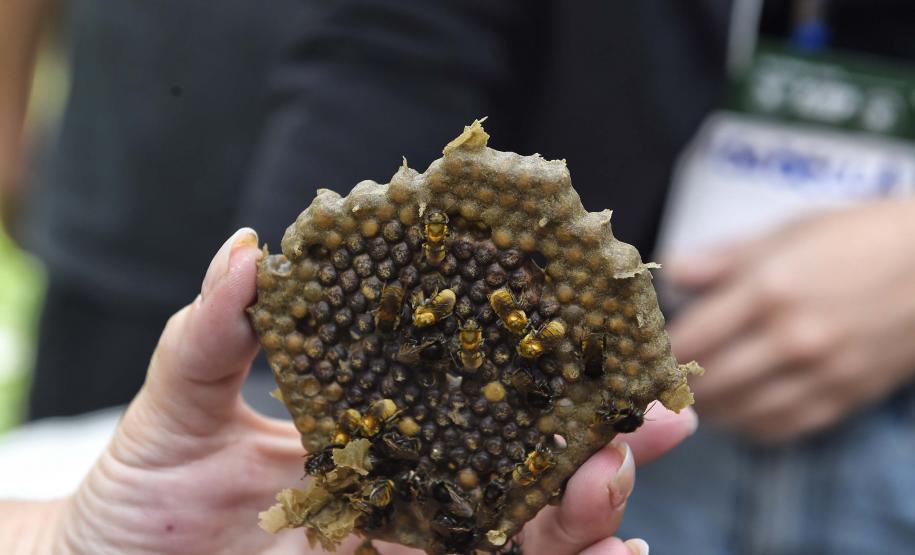 Servidores são capacitados para cuidar de colmeias do Poliniza Paraná