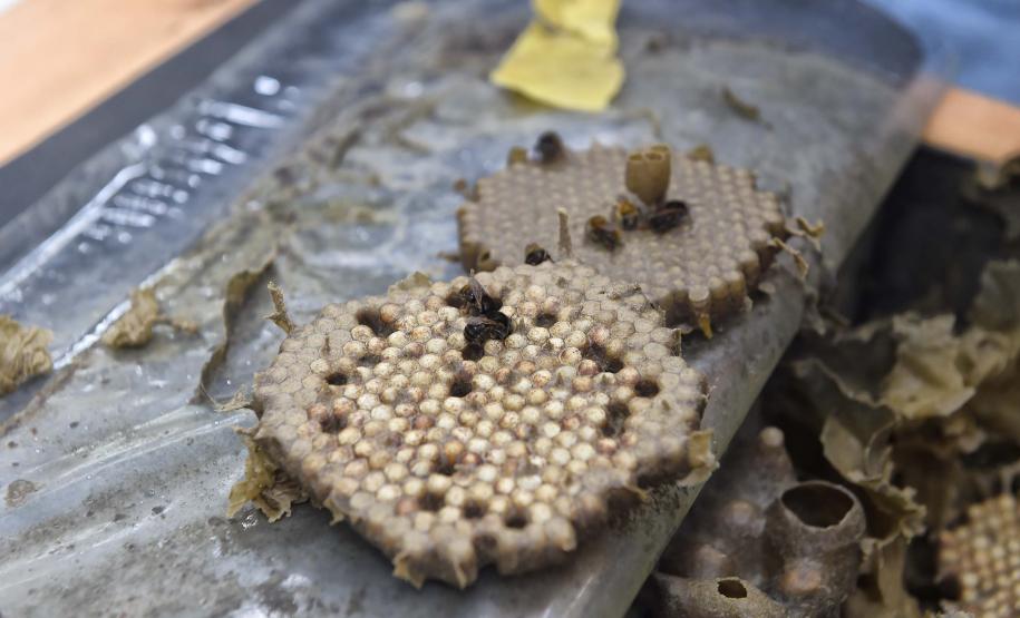 Servidores são capacitados para cuidar de colmeias do Poliniza Paraná