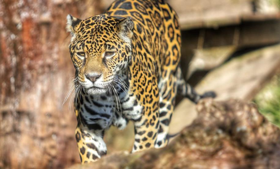 Governo do Paraná divulga relatório do plano de ação para conservação de grandes felinos