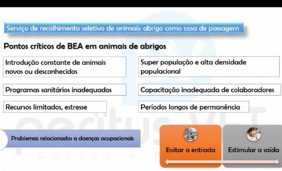 Estado promove capacitação em atendimento a casos de maus-tratos de animais domésticos