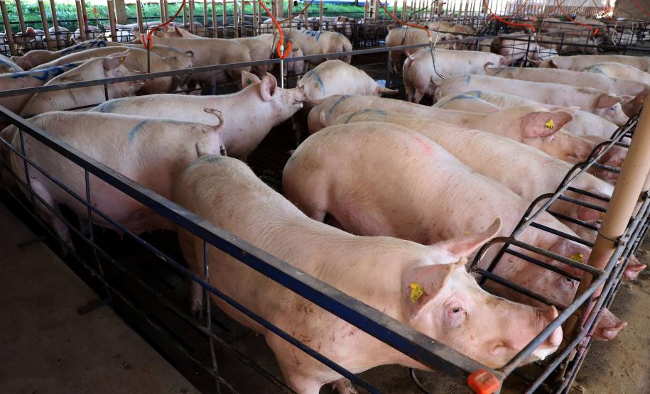 IAT apresenta ao setor produtivo adequações na regulamentação da suinocultura.