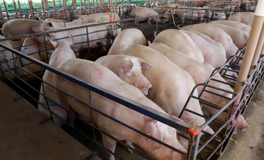 IAT apresenta ao setor produtivo adequações na regulamentação da suinocultura.