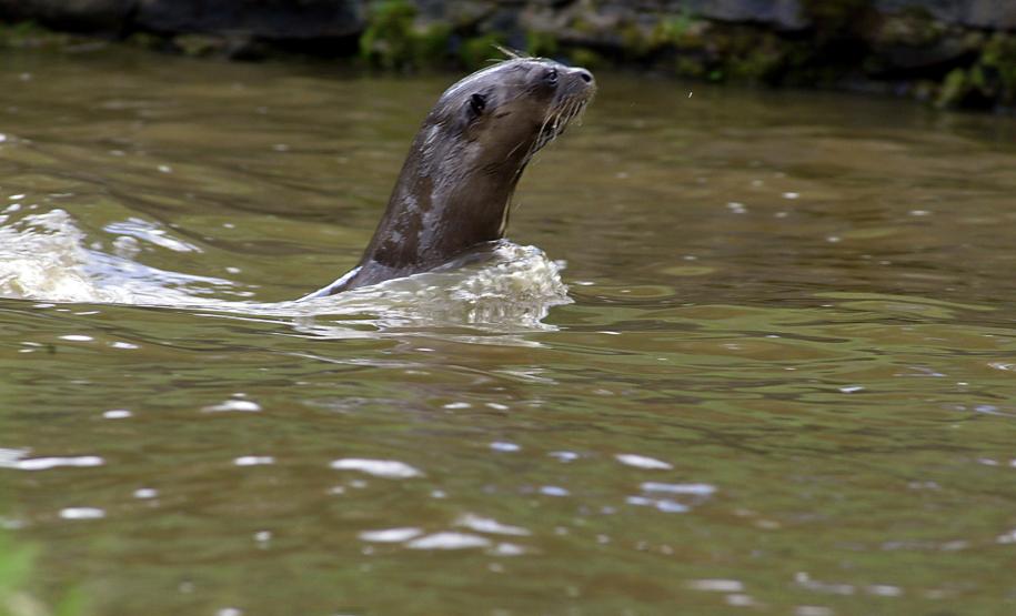 Em congresso, IAT destaca papel do Estado na preservação de espécies ameaçadas