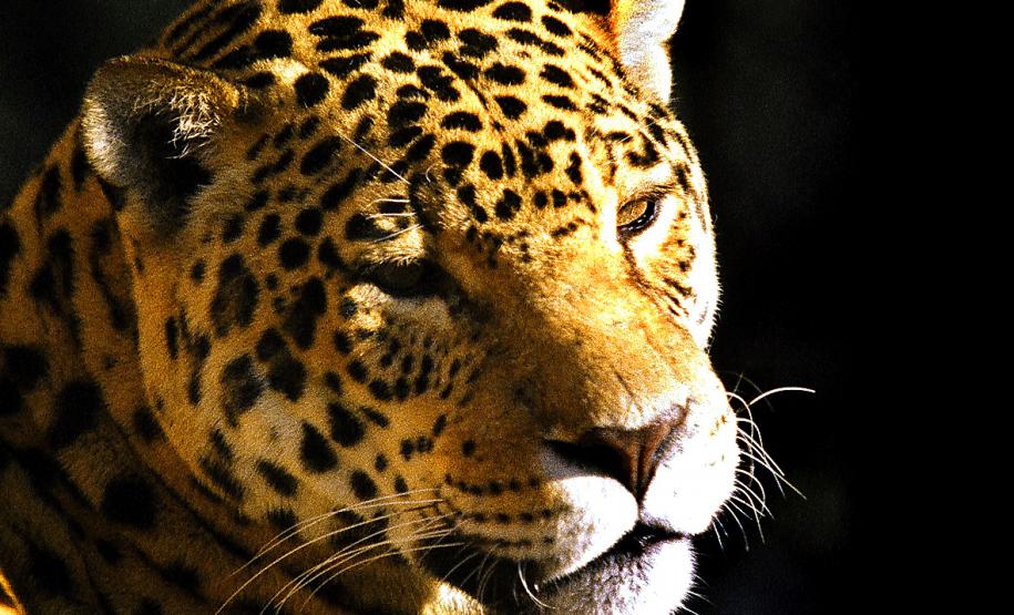 Governo atualiza Lista de Espécies da Fauna Ameaçada.