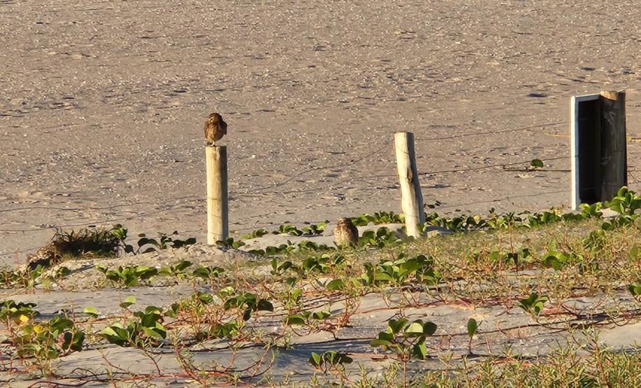 Mais biodiversidade no Litoral do Paraná: corujas-buraqueiras fazem tocas ao longo da nova Orla de Matinhos