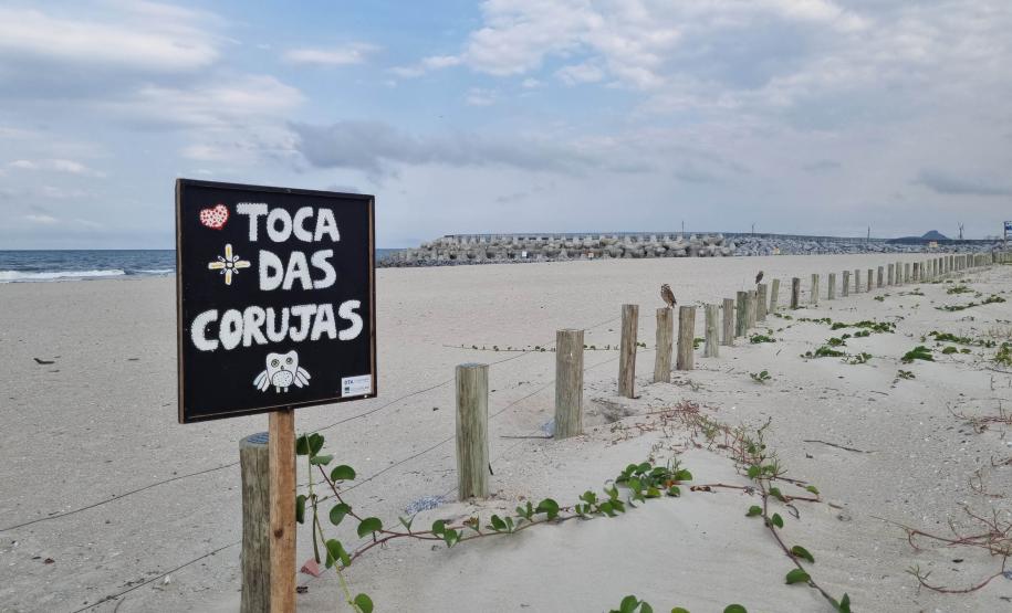 Mais biodiversidade no Litoral do Paraná: corujas-buraqueiras fazem tocas ao longo da nova Orla de Matinhos