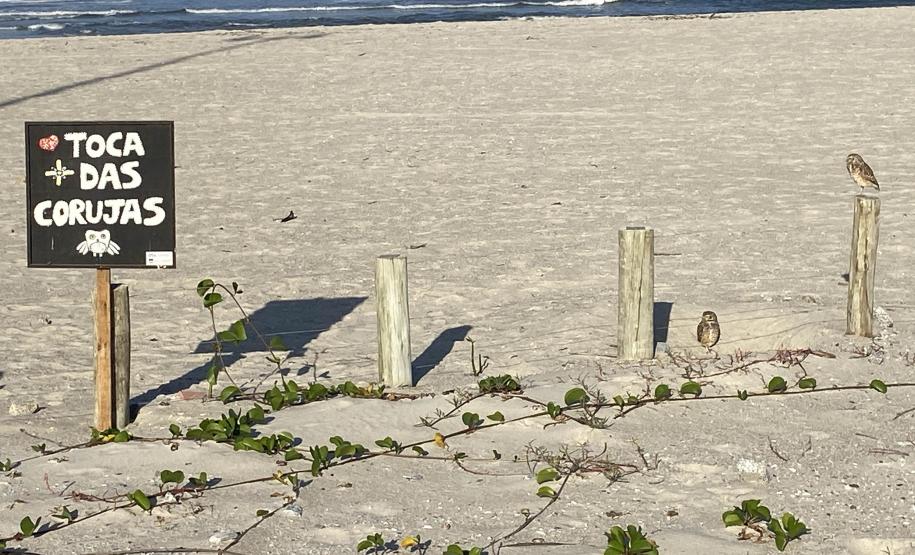 Mais biodiversidade no Litoral do Paraná: corujas-buraqueiras fazem tocas ao longo da nova Orla de Matinhos