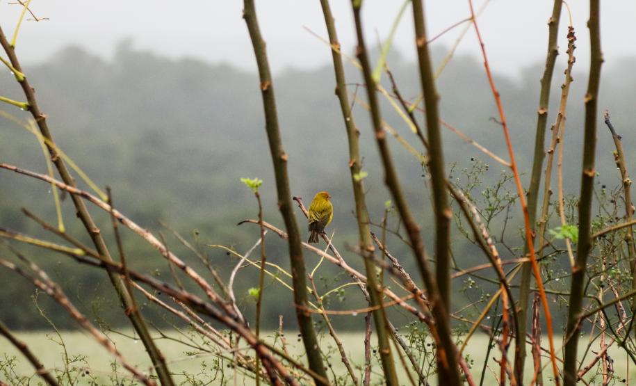Frio segue no Paraná até a próxima semana; chuva congelada e neve descartadas