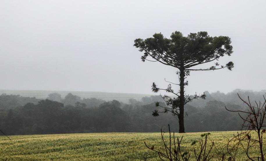 Um dos projetos aprovados prevê a preservação das florestas de araucárias, símbolo do Paraná