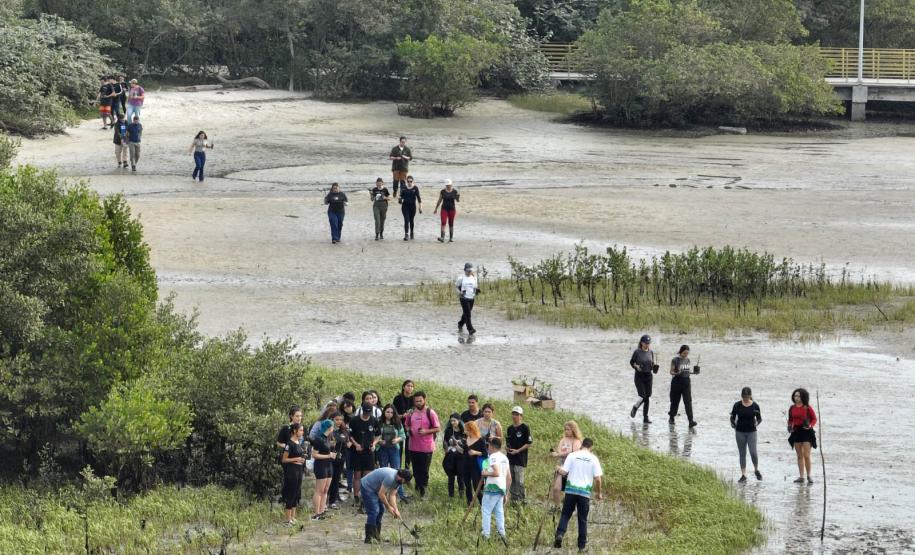 Recomposição dos manguezais na região da baía de Paranaguá.