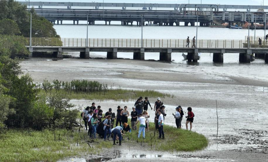 Recomposição dos manguezais na região da baía de Paranaguá.