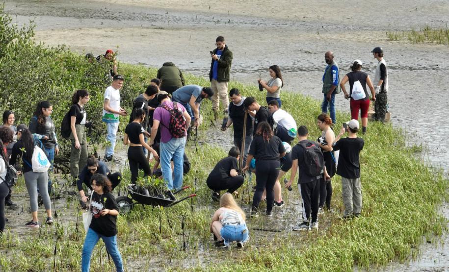 Recomposição dos manguezais na região da baía de Paranaguá.