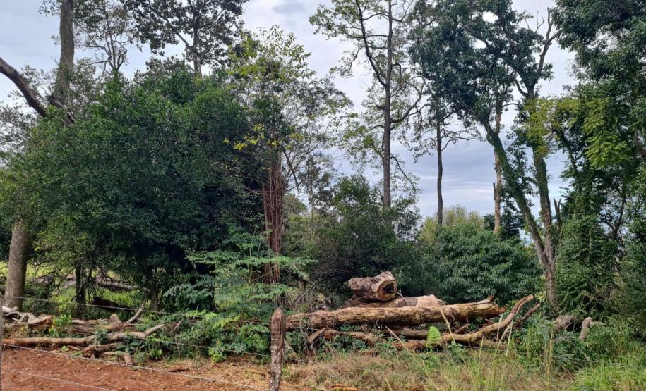 Ação integrada do IAT verificou focos de desmatamento em 43 municípios de diferentes regiões do Paraná