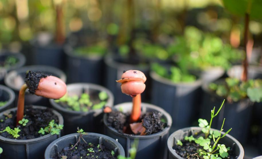 Novo acordo sobre o uso dos recursos da indenização da Petrobras vai permitir ao Estado reestruturar os viveiros e laboratórios de sementes do Instituto Água e Terra (IAT)