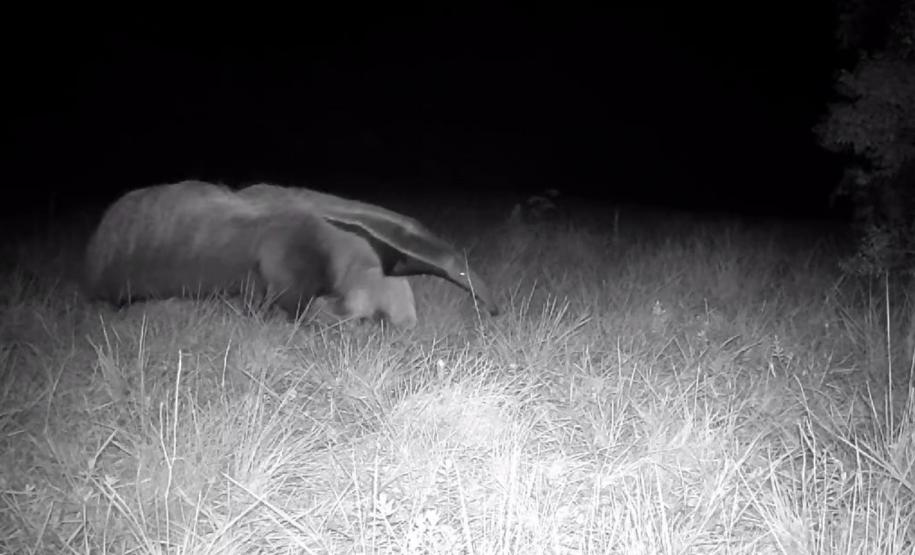 Animais ameaçados de extinção voltam a frequentar o Parque Estadual de Vila Velha