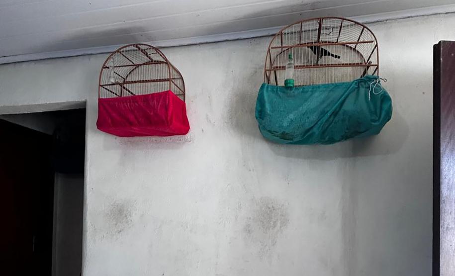 IAT apreende sete pássaros mantidos em cativeiro irregular em Curitiba