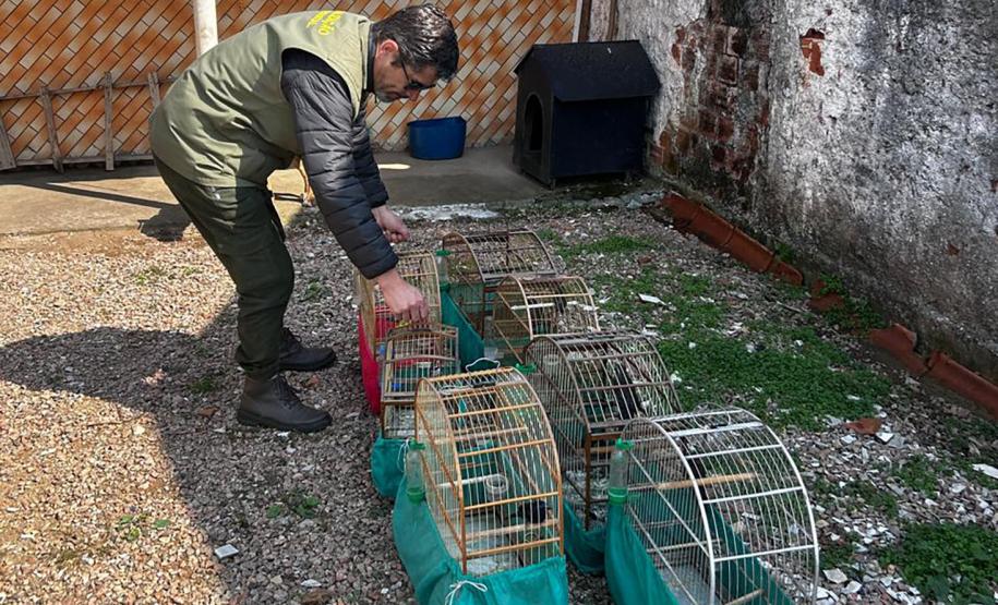 IAT apreende sete pássaros mantidos em cativeiro irregular em Curitiba