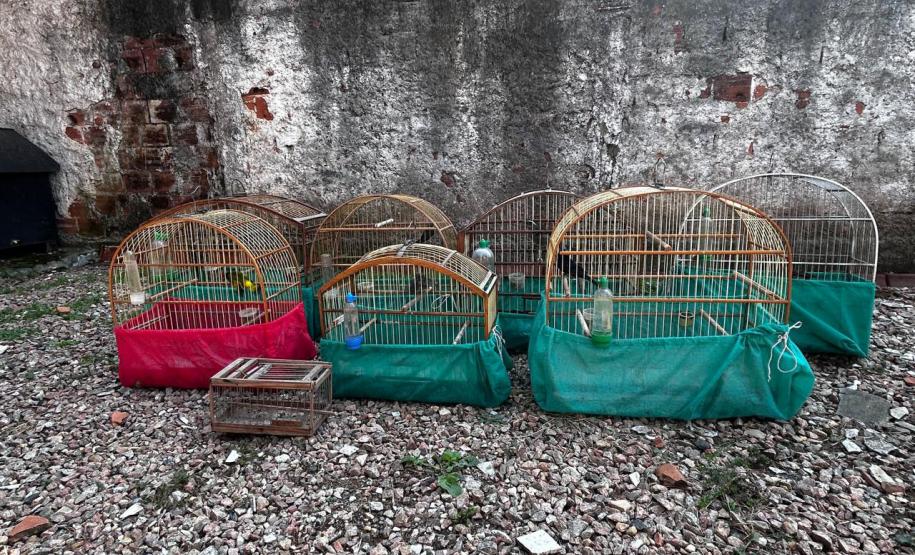 IAT apreende sete pássaros mantidos em cativeiro irregular em Curitiba