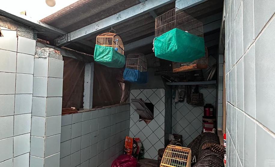 IAT apreende sete pássaros mantidos em cativeiro irregular em Curitiba
