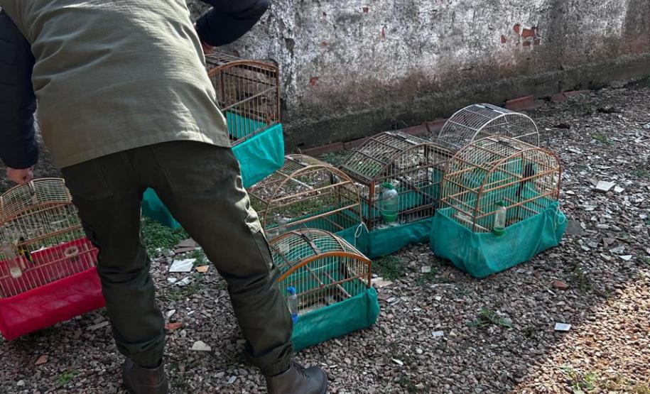 IAT apreende sete pássaros mantidos em cativeiro irregular em Curitiba