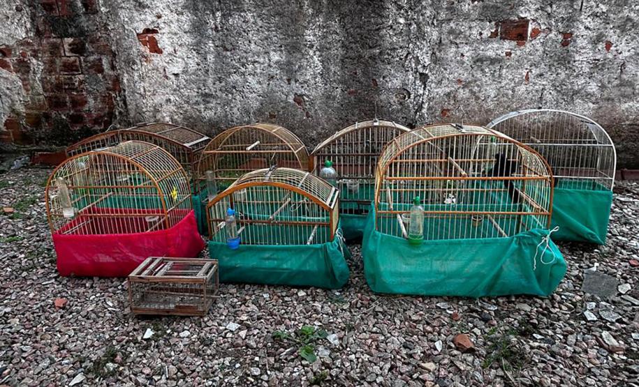 IAT apreende sete pássaros mantidos em cativeiro irregular em Curitiba