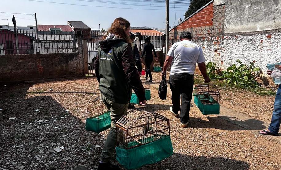 IAT apreende sete pássaros mantidos em cativeiro irregular em Curitiba