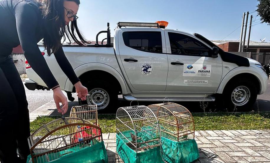 IAT apreende sete pássaros mantidos em cativeiro irregular em Curitiba