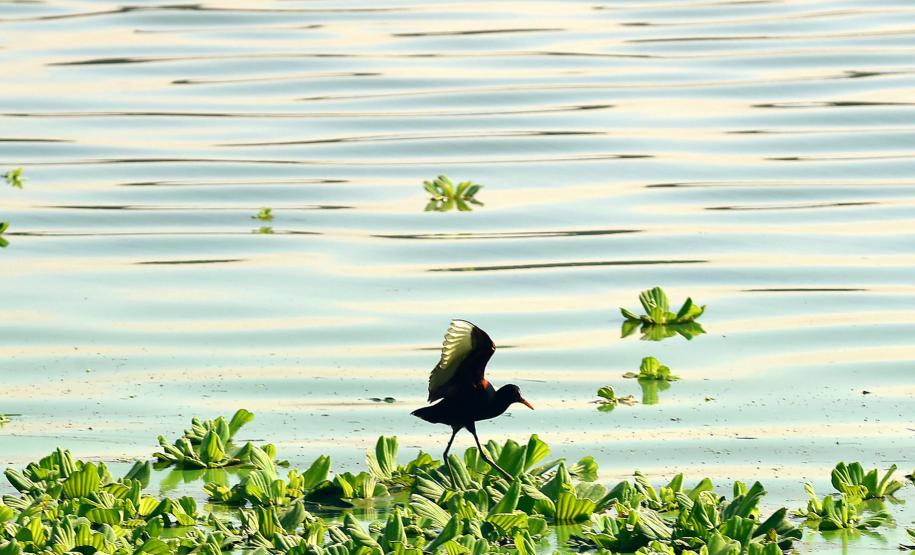Comitê de Bacia Hidrográfica do Paraná 3 vai discutir aquicultura no Oeste do Paraná