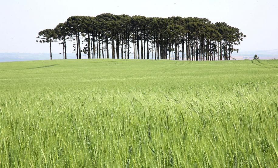 Paraná é o Estado mais sustentável do Brasil, aponta Ranking de Competitividade