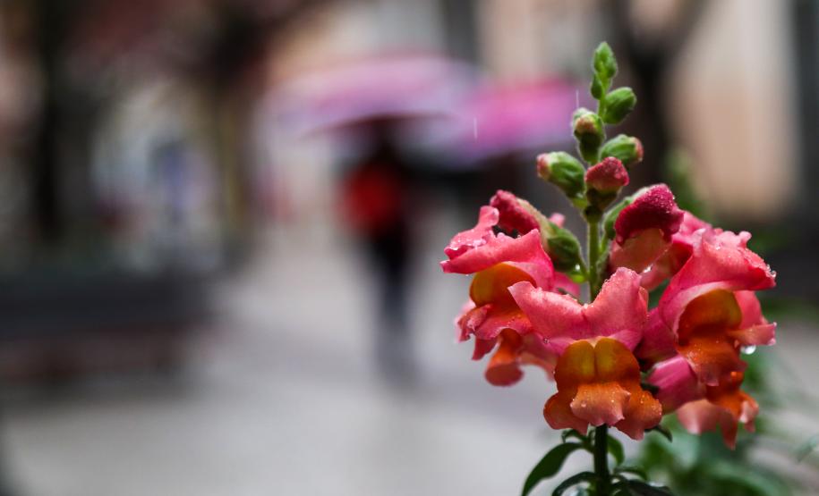 Massa de ar polar vai trazer chuva e frio para o Paraná no fim de semana.
