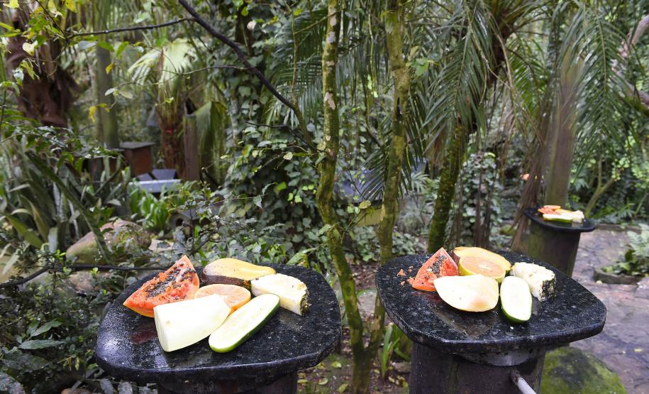 Parceria entre IAT e Ceasa-PR encaminha cerca de 29 toneladas de frutas, verduras e legumes para o Criadouro Onça Pintada, em Campina Grande do Sul